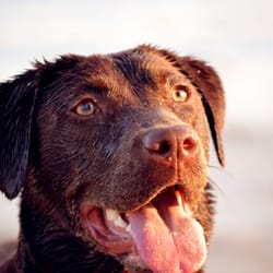 Dog Walking Guide