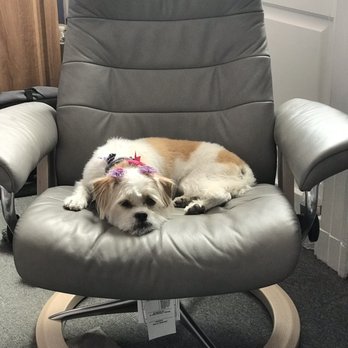 Bruce's Pet Grooming - Back to work! - Pet Groomers Near Me - East Providence, Rhode Island