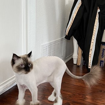 Savvy Mobile Grooming - After grooming - Pet Groomers Near Me Savvy Mobile Grooming - After grooming - Pet Groomers Near Me