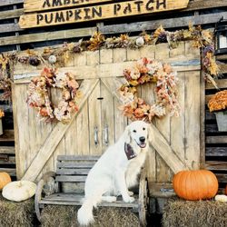 Amber Dale’s Pumpkin Patch