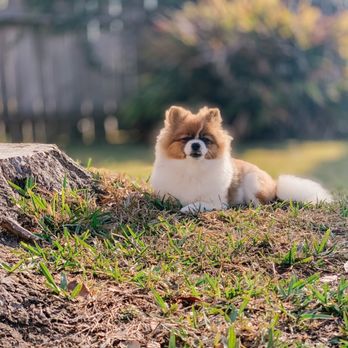 WellCare Pet Clinic - Veterinarians Near Me - Dickinson, Texas