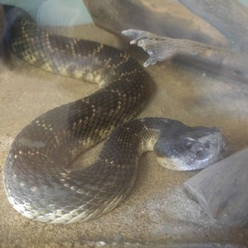 Devil's Punchbowl Natural Area - Live snakes in the information center - Hiking Near Me - Pearblossom, California Devil's Punchbowl Natural Area - Live snakes in the information center - Hiking Near Me - Pearblossom, California