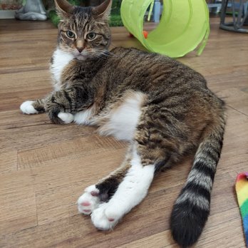 The Shabby Tabby Cat Cafe - Pet Adoption Near Me - Huntington, New York The Shabby Tabby Cat Cafe - Pet Adoption Near Me - Huntington, New York