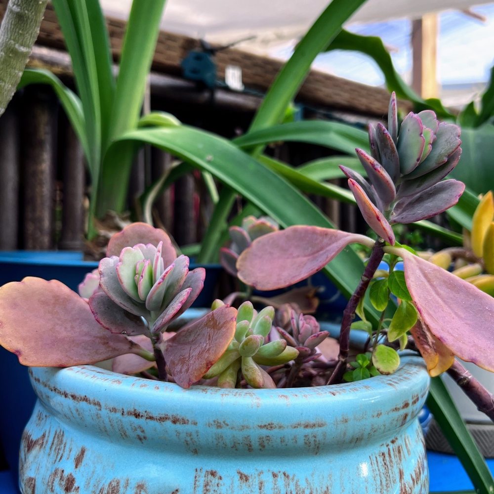 Red Elephant - Succulents - Thai Near Me - Honolulu, Hawaii