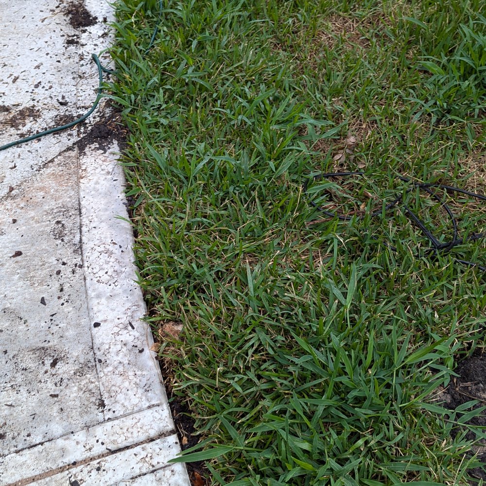 Crab grass. Crab grass.