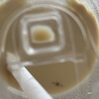 De Mello Coffee - The Well - Fly in my drink - Coffee & Tea Near Me - Toronto, Ontario De Mello Coffee - The Well - Fly in my drink - Coffee & Tea Near Me - Toronto, Ontario