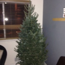 It hasn't fully fallen yet, but an excellent little Fraser fir It hasn't fully fallen yet, but an excellent little Fraser fir