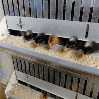 Mike's Feed & Pets - Chicks - Pet Stores Near Me - San Leandro, California Mike's Feed & Pets - Chicks - Pet Stores Near Me - San Leandro, California