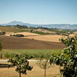 AVIGNONESI by null