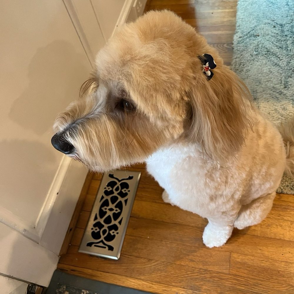 Furever Classy - Cute bows on ears - Pet Groomers Near Me Furever Classy - Cute bows on ears - Pet Groomers Near Me