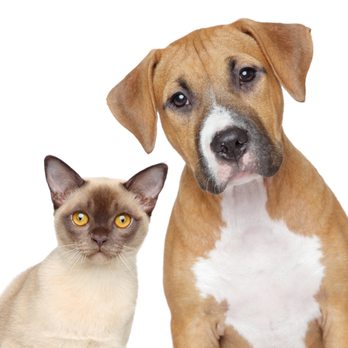 Pet & Bird Clinic - Veterinarians Near Me - Austin, Texas Pet & Bird Clinic - Veterinarians Near Me - Austin, Texas