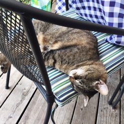 Christopher Bridge Winery - Willy the resident winery kitty