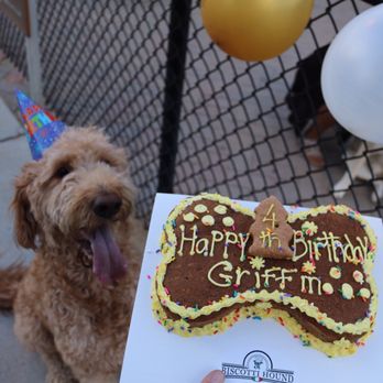 Biscotti Hound Dog Biscuit Bakery - Pet Stores Near Me - Denver, Colorado
