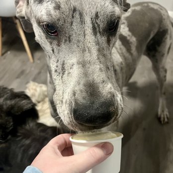 Scoops Cookies & Cones - My "sister" visiting and chowing down on her pup cup - Ice Cream & Frozen Yogurt Near Me - Crescent, Oklahoma Scoops Cookies & Cones - My "sister" visiting and chowing down on her pup cup - Ice Cream & Frozen Yogurt Near Me - Crescent, Oklahoma