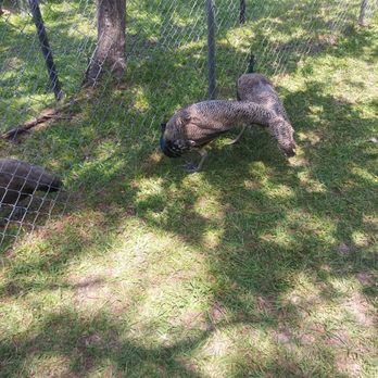 Tregembo Animal Park - Zoos Near Me - Wilmington, North Carolina Tregembo Animal Park - Zoos Near Me - Wilmington, North Carolina