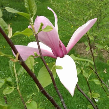 Appalachian Trail Conservancy - In the Berkshires: Flowers Grow on trees! - Community Service/Non-Profit Near Me - Harpers Ferry, West Virginia Appalachian Trail Conservancy - In the Berkshires: Flowers Grow on trees! - Community Service/Non-Profit Near Me - Harpers Ferry, West Virginia