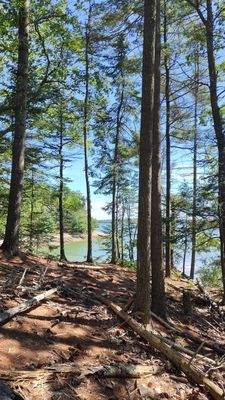 Wolfe's Neck Woods State Park by null