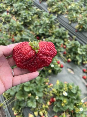 The Original Manassero Farms Market - Irvine by null