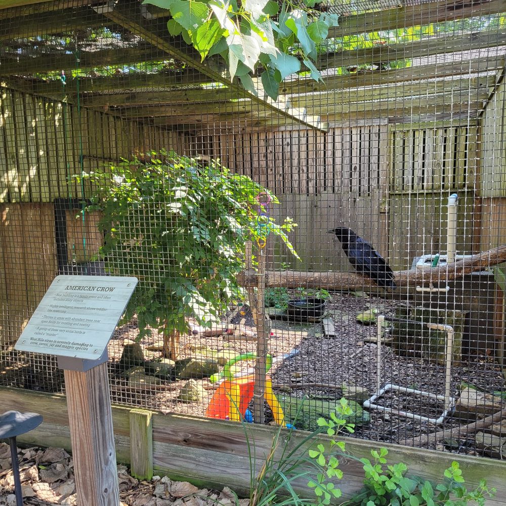 Ohio Wildlife Center - Very talkative crows - Community Service/Non-Profit Near Me - Powell, Ohio
