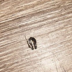 Red Roof Inn Tampa - Brandon - Roaches