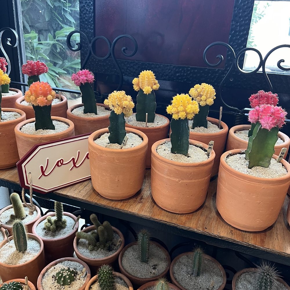 Artesano Cafe - Cactus that are for sale in the store - Coffee Roasteries Near Me - Philadelphia, Pennsylvania Artesano Cafe - Cactus that are for sale in the store - Coffee Roasteries Near Me - Philadelphia, Pennsylvania