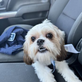 Petco - This was 2nd time there - Pet Training Near Me - Ft. Worth, Texas