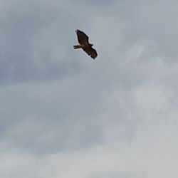Morse Park - Eagles' flight overhead