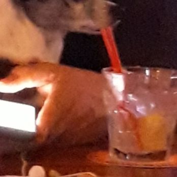Tender Trap - Winston at enjoying his Bow-wow-tini - Dive Bars Near Me - Covina, California Tender Trap - Winston at enjoying his Bow-wow-tini - Dive Bars Near Me - Covina, California