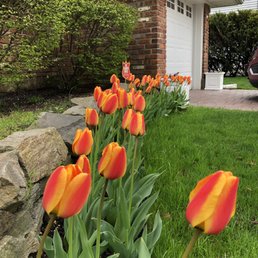 Tulips from Dees.