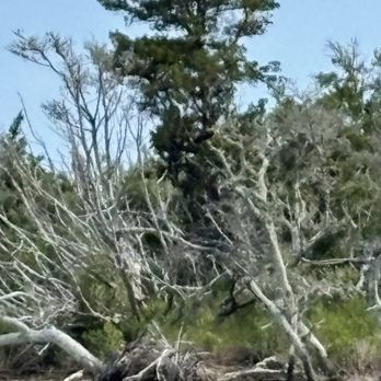 Happy Days Tours - Osprey - Boat Tours Near Me - Beaufort, North Carolina