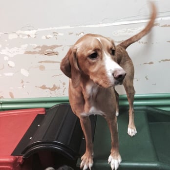 Top Dog Daycare - Pet Boarding Near Me - Columbus, Ohio Top Dog Daycare - Pet Boarding Near Me - Columbus, Ohio