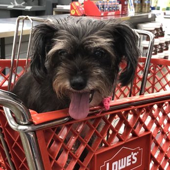 Lowe's Home Improvement - Took my Moms dog Bella to Lowe's for her first time. The girls that work there have Doggy treats - Hardware Stores Near Me - Brevard, North Carolina