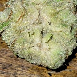 Green Stem Provisioning - This beautiful lil piece is: Mafia Funeral.