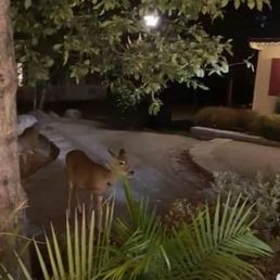Deer outside Deer outside