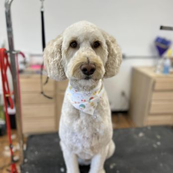 Smoochie Pooch - Dog Grooming Services in Fort Wayne - Pet Groomers Near Me - Fort Wayne, Indiana Smoochie Pooch - Dog Grooming Services in Fort Wayne - Pet Groomers Near Me - Fort Wayne, Indiana