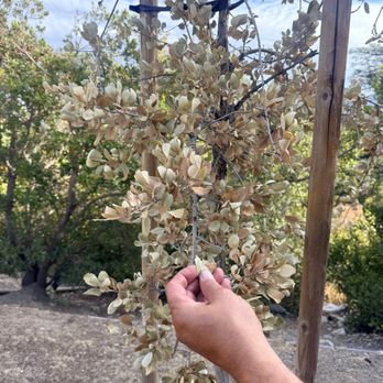 Deukmejian Wilderness Park - Super dry - need to care for them at least first 3 yrs - Hiking Near Me - Glendale, California