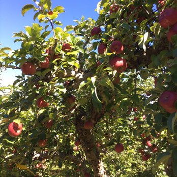 Maple Lawn Farms Orchards - Pick Your Own Farms Near Me - New Park, Pennsylvania