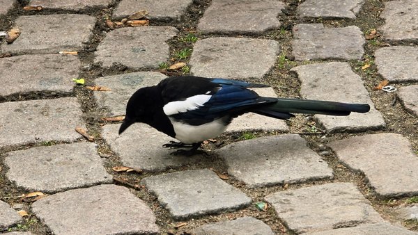 Ørstedsparken by null