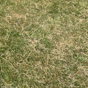 Evergreen Landscape & Construction - Grass not picked up - Lawn Services Near Me - Oak Harbor, Washington Evergreen Landscape & Construction - Grass not picked up - Lawn Services Near Me - Oak Harbor, Washington