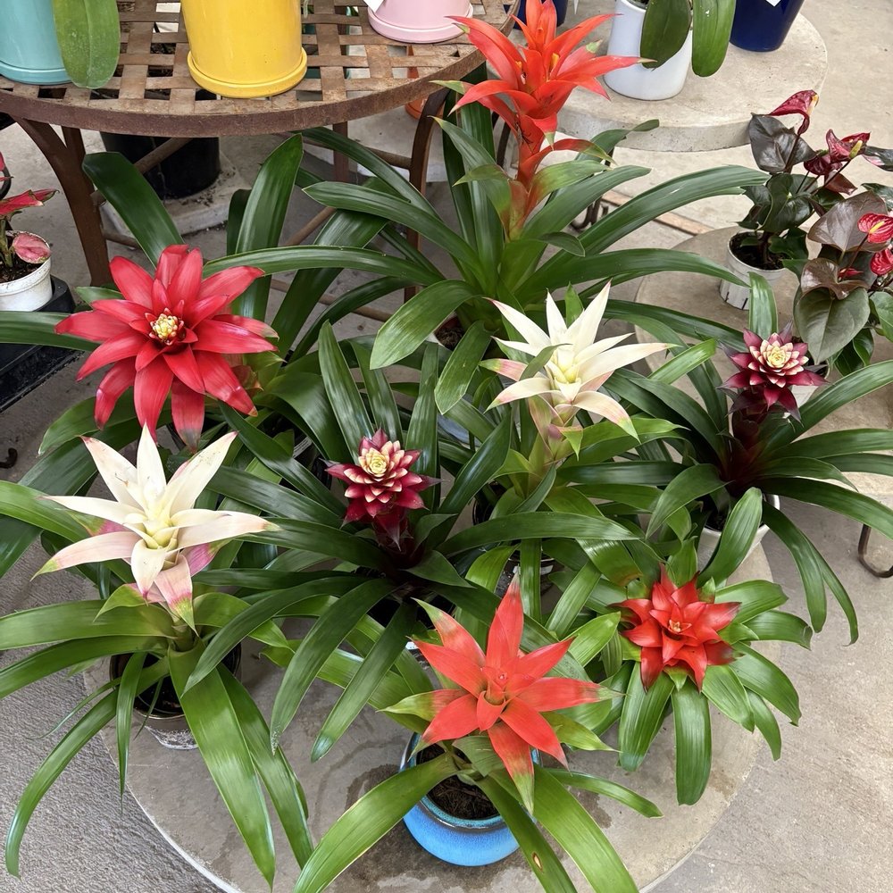Assortment of bromeliads. Assortment of bromeliads.