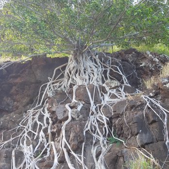 Pu'u'ohulu Kai - The roots follow the water flow recreating the cascading waterfall in its own likeness. - Hiking Near Me - Waianae, Hawaii Pu'u'ohulu Kai - The roots follow the water flow recreating the cascading waterfall in its own likeness. - Hiking Near Me - Waianae, Hawaii