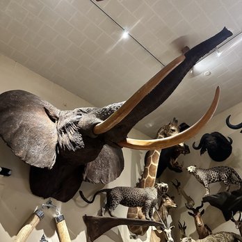 Foster's Bighorn - Animals on the wall - American Near Me - Rio Vista, California Foster's Bighorn - Animals on the wall - American Near Me - Rio Vista, California