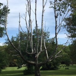 Woodlawn Resort & Campground - A really cool birch on the property