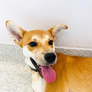 Dozo Dog  - Ahsoka Tano so happy at dozo dog - Pet Groomers Near Me - Astoria, New York
