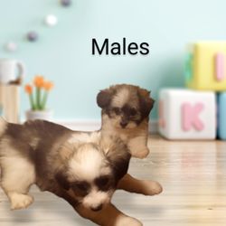 Maltipoos of Texas