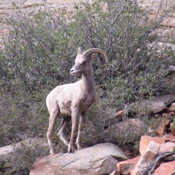 Canyon Overlook Trail - Desert Bighorn - Hiking Near Me - Springdale, Utah Canyon Overlook Trail - Desert Bighorn - Hiking Near Me - Springdale, Utah