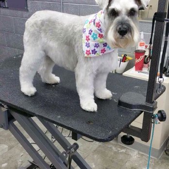 Shampooch - Miciu in her breed trim - Pet Groomers Near Me - Calgary, Alberta Shampooch - Miciu in her breed trim - Pet Groomers Near Me - Calgary, Alberta
