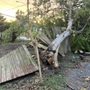 Photo of Jose W Tree Services