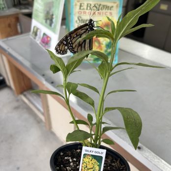 Armstrong Garden Centers - My purchase comes with a beautiful butterfly!!!!! Amazing. - Nurseries & Gardening Near Me - La Habra, California Armstrong Garden Centers - My purchase comes with a beautiful butterfly!!!!! Amazing. - Nurseries & Gardening Near Me - La Habra, California