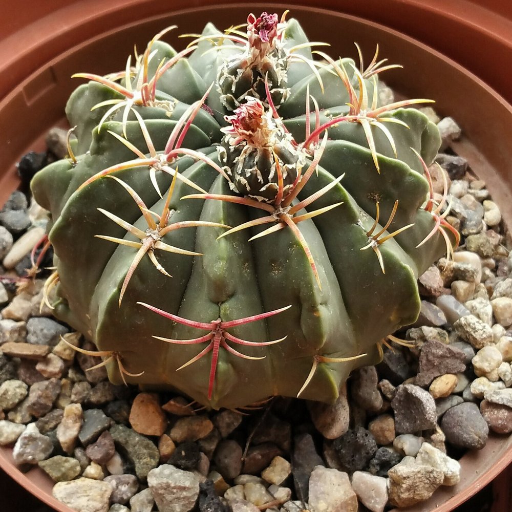 This ferocactus macrodiscus found a new home!